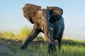 Close encounter with Elephants crossing the Chobe river