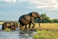 Close encounter with Elephants crossing the Chobe river Royalty Free Stock Photo