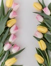 Pink Yellow Spring Tulips Flower Border. A background border Generated image