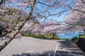 Mt. Shiude (Shiudeyama) mountaintop parking lot cherry blossoms full bloom. Kagawa, Japan. Royalty Free Stock Photo