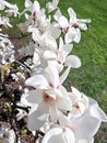 Branches with blooming Magnolia Stellata Royal Star or Star Magnolia Royalty Free Stock Photo