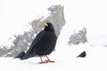 Alpine chough (Pyrrhocorax graculus) photographed with wide angle lens in the mountains. Royalty Free Stock Photo