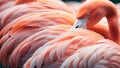 Close up of a resting flamingo. Royalty Free Stock Photo