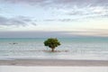 ouq Wakra Beach. Seascape of mangrove Single tree Royalty Free Stock Photo