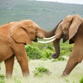 African Elephants fighting Royalty Free Stock Photo