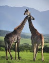 African Giraffe fighting