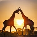 African Giraffe fighting