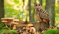 Owl Perched on a Wooden Stump Royalty Free Stock Photo