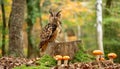 Owl Perched on a Wooden Stump Royalty Free Stock Photo