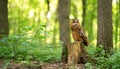 Owl Perched on a Wooden Stump Royalty Free Stock Photo