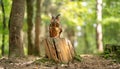 Owl Perched on a Wooden Stump Royalty Free Stock Photo
