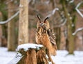 Owl Perched on a Wooden Stump Royalty Free Stock Photo