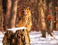 Owl Perched on a Wooden Stump Royalty Free Stock Photo