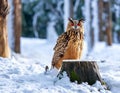 Owl Perched on a Wooden Stump Royalty Free Stock Photo