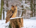 Owl Perched on a Wooden Stump Royalty Free Stock Photo