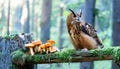 Owl Perched on a Wooden Stump Royalty Free Stock Photo