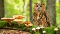 Owl Perched on a Wooden Stump Royalty Free Stock Photo
