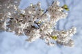 Pink cherry blossoms on a tree branch in spring. Close-up. Royalty Free Stock Photo