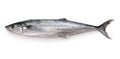 Japanese Spanish mackerel Royalty Free Stock Photo