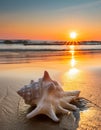 Sunset Shell Serenity : Amidst the sunset setting on the beach. Royalty Free Stock Photo