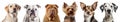 Sharpei, Yorkshire Terrier, Dalmatian, Labrador Retriever, Chihuahua, Bulldog portrait head shot isolated on transparent, PNG Royalty Free Stock Photo