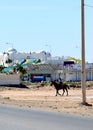 Djerba Tunisia March 8, 2024 Lone rider in the hotel zone, Royalty Free Stock Photo