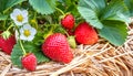 Delicious, ripe strawberries covered with straw Royalty Free Stock Photo
