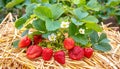 Delicious, ripe strawberries covered with straw Royalty Free Stock Photo