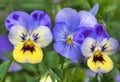 garden pansies as a balcony decoration Royalty Free Stock Photo