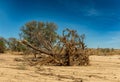 Vegetation along the dried-up Ugap River in western Namibia Royalty Free Stock Photo