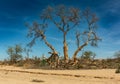 Vegetation along the dried-up Ugap River in western Namibia Royalty Free Stock Photo
