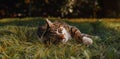 A sleepy cat lying on the grass with its eyes half closed Royalty Free Stock Photo