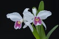 Generated imagCattleya (laelia) purpurata fma. carnea \'Nobu\', a brazilian orchid Royalty Free Stock Photo