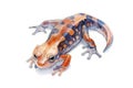 Salamander. Watercolor illustration style. Isolated on a pristine white background Royalty Free Stock Photo