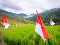 National Flags Adorning Serene Rice Terraces Royalty Free Stock Photo