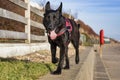 Belgian Shepherd Groenendael On The Sea Wall At Cooden Beach Royalty Free Stock Photo