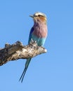 Lilac-breasted roller perched on a leafless branch in the Okavango Delta in Botswana, Africa. Royalty Free Stock Photo
