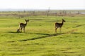 gazelle on the meadow at the riverside Royalty Free Stock Photo