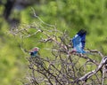 Two Lilac-breasted rollers perched on a leafless shrub in the Okavango Delta in Botswana, Africa Royalty Free Stock Photo