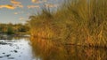 Beds of reeds other plants lining a canal in the wetlands of the Okavango Delta in Botswana, Africa. Royalty Free Stock Photo