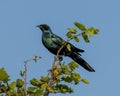 Burchell\'s glossy-starling sitting at the top of a small tree in the Okavango Delta in Botswana, Africa. Royalty Free Stock Photo