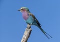 Lilac-breasted roller perched on a leafless branch in the Okavango Delta in Botswana, Africa. Royalty Free Stock Photo