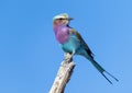 Lilac-breasted roller perched on a leafless branch in the Okavango Delta in Botswana, Africa. Royalty Free Stock Photo