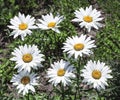 A bush of chamomile flowers grows on a flower bed. Beautiful summer flowers Royalty Free Stock Photo