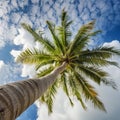 Sunny tropical day. Royalty Free Stock Photo