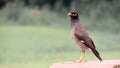 Beautifull bird sitting Royalty Free Stock Photo