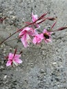 GeneA Pink Flowers and Bee in the stones wall background. Close-up nature photography Royalty Free Stock Photo