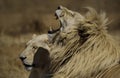 A male and female white lion photographed in South Africa. Royalty Free Stock Photo