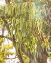 Gum tree, Eucalyptus tree. Royalty Free Stock Photo