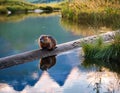Cute wild nutria (Myocastor coypus) on a log in the water Royalty Free Stock Photo